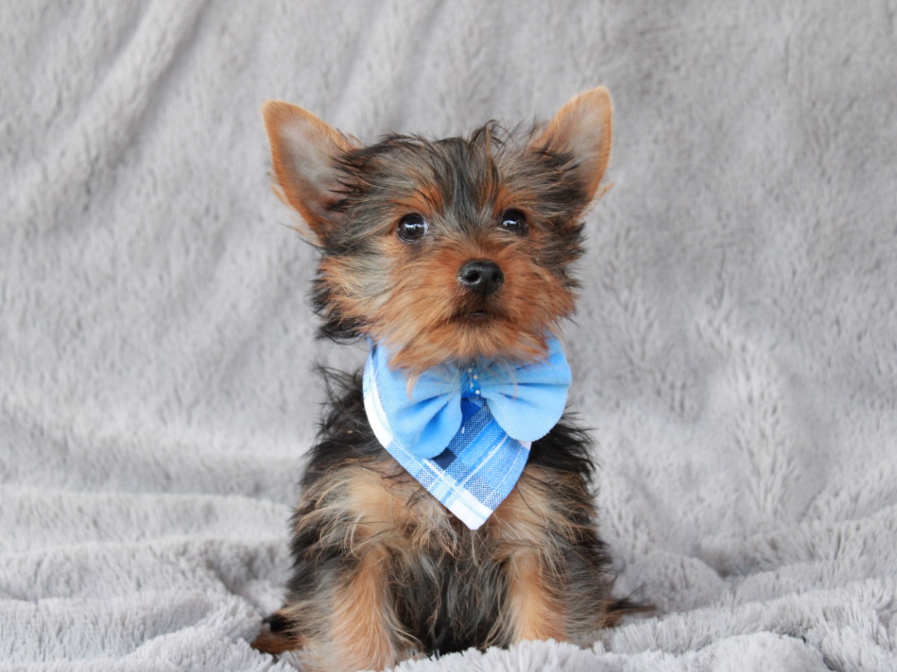 Cachorros en venta Bogotá